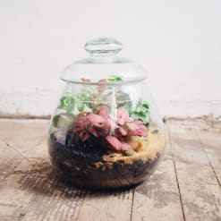 Terrario Cerrado Mediano